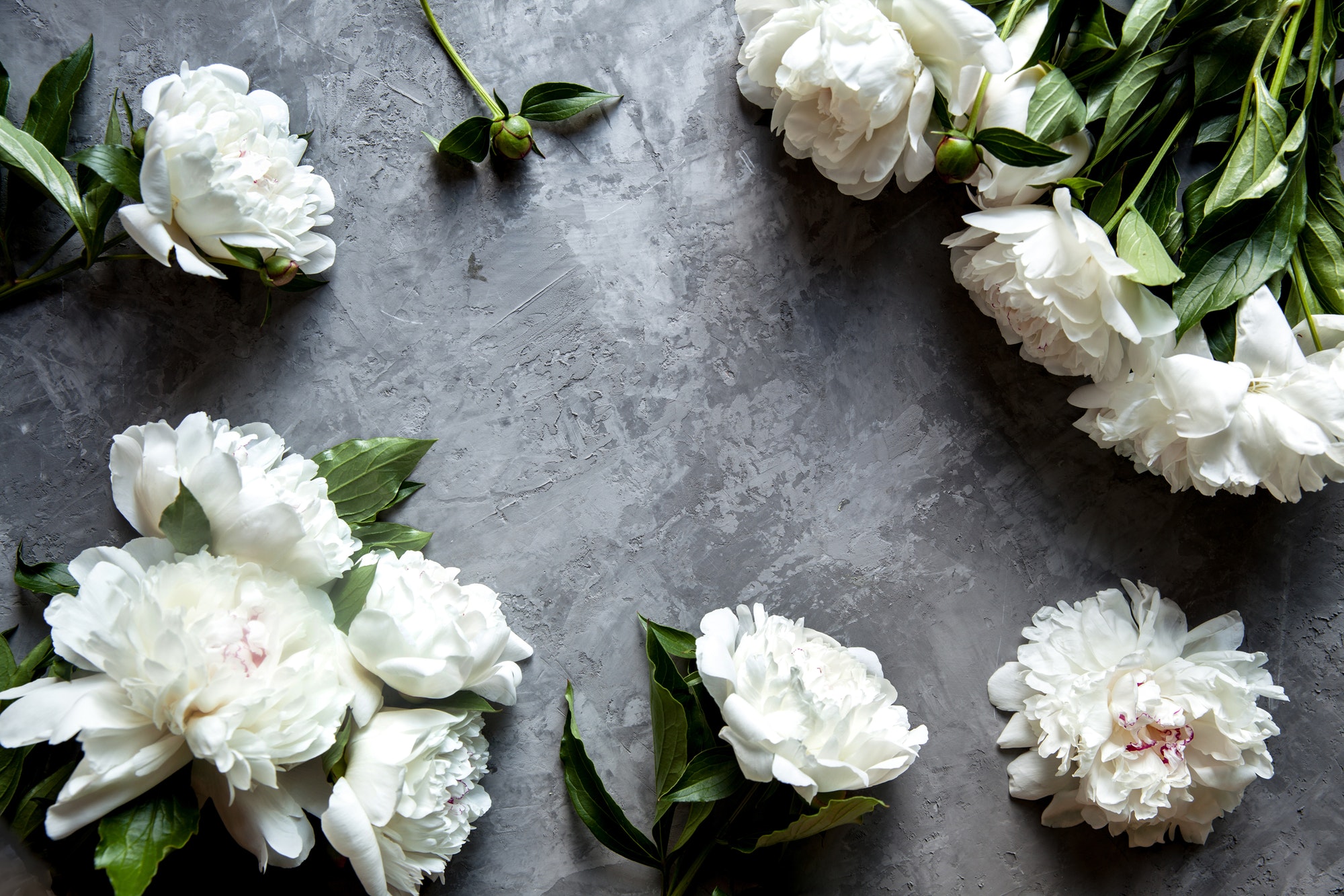 Beautiful peonies on grey concrete background. Wedding, , gift or women's day concept